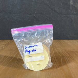 14.5 oz Southern Magnolia
